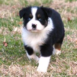 Meet Baxter blue eyes BTM - Black tri-color male Australian Shepherd puppy in Cookeville, Tennessee from Spring Creek Aussies