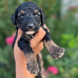 Caelum - Phantom male Goldendoodle puppy in Philadelphia, Pennsylvania from Philly's Designer Doodles