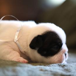 Silver Collar - White and brindle female French Bulldog puppy in Wichita, Kansas from Phantasticus French Bulldogs