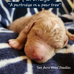 Partridge - Red male Bernedoodle puppy in Pollock Pines, California from Ten Acre Wood Doodles
