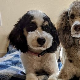 Aussiedoodles, Bernedoodles, and Poodles from Coats of Many Colors LLC
