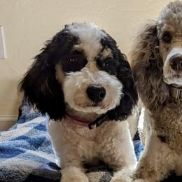 Aussiedoodles, Bernedoodles, and Poodles from Coats of Many Colors LLC