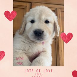Golden Retriever Puppies from Ruff Life Goldens