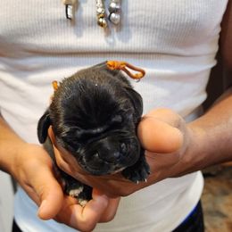 Cane Corso Puppies from Stephenson's Kennel