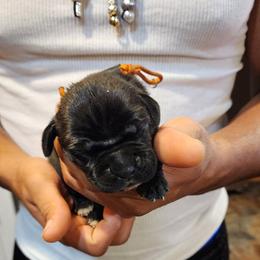 Cane Corso Puppies from Stephenson's Kennel