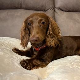 Dusty - Dachshund