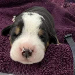Dark Blue Boy - Black, white and red male Greater Swiss Mountain Dog puppy in Oregon City, Oregon from Runamuck's Greater Swiss Mountain Dogs