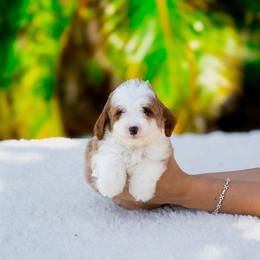 Baloo - Parti male Goldendoodle puppy in Fort Myers, Florida from Corgis & Doodles
