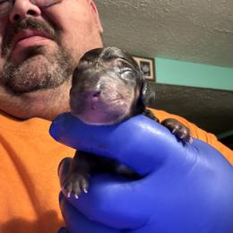Dachshund Puppies from Witchy Woman’s Wiener’s
