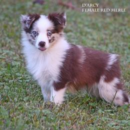 D'arcy - Red merle female Miniature Australian Shepherd puppy in Patterson, North Carolina from DreamLine Aussies