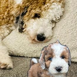 Aussiedoodles, Goldendoodles, and Poodles from North Florida Poodles and Doodles