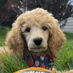 London - Poodle