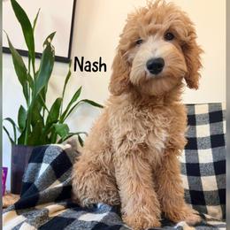 Nash - Apricot male Goldendoodle puppy in Glendale, Arizona from Follow Your Bliss Doodles
