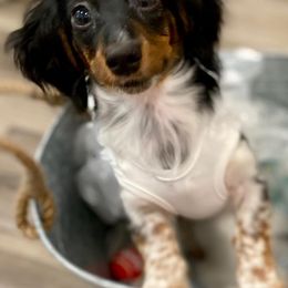 Dachshunds from Veronica's Dachshunds