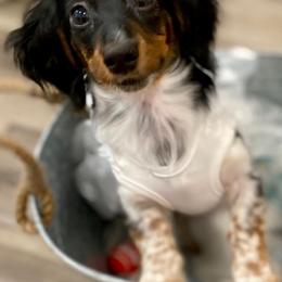 Dachshunds from Veronica's Dachshunds