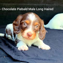 Hugo - Piebald male Dachshund puppy in Quitman, Mississippi from S-and-A Kennels