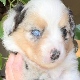 Miniature American Shepherd and Miniature Australian Shepherd Puppies from Whiskeytown Aussies