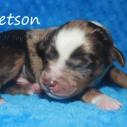 Stetson - Red merle male Miniature American Shepherd puppy in Godley, Texas from Flying H Toy and Mini Aussies