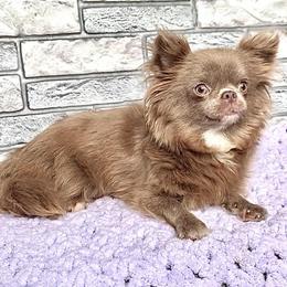 Fawn and cream - Chihuahua