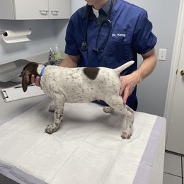 Herron - White and liver German Shorthaired Pointer puppy in Logan, Utah from On Point Gun Dog's of Utah