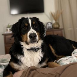 Zola - Bernedoodle