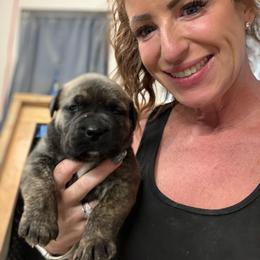 Enya - Brindle female Boerboel puppy in Delta, Colorado from SATA Kennels