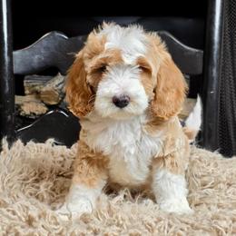 Gingersnap - Red female Bernedoodle puppy in Tyner, Kentucky from Good Dog Doodles