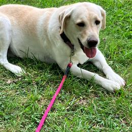 Scout - Labrador Retriever