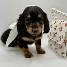 Lyla- AKC 2500 - Black and cream female Dachshund puppy in Bartlesville, Oklahoma from OkieDokieDox