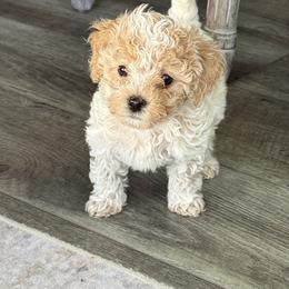 Marggie - White female Cavapoo puppy in Spanish Fork, Utah from Hamann's Cavapoo Puppies