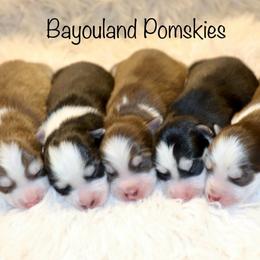 Boy 1 - Chocolate male Pomsky puppy in Denham Springs, Louisiana from Bayouland Pomskies