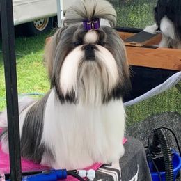 Cocker Spaniels and Shih Tzus from Tru-Luv Cockers & Shih Tzu