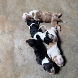 Girl 3 - Mahogany and white female Basset Hound puppy in Tahlequah, Oklahoma from HNH Hounds