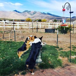 Frigga  - Pembroke Welsh Corgi