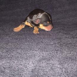 Twinkle - Black and tan female Dachshund puppy in Opelika, Alabama from Dachshund Darlins