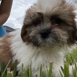 Spicer - Red and white male Shih Tzu puppy in Saint Johns, Florida from BEH Puppies LLC