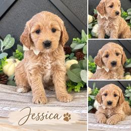 Jessica - Cream female Goldendoodle puppy in St Anthony, Idaho from Diamond H Puppies