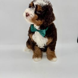 Reece - Bernedoodle
