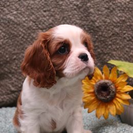 Cavalier King Charles Spaniel Puppies from Whisper Wood Acres