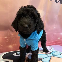 Bri Brian Petersen - Silver male Poodle puppy in Mobile, Alabama from Semmy’s Standard Poodle LLC