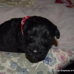 German Shepherd Puppies from Import German Shepherds of Kansas