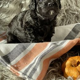 Bernedoodle, Goldendoodle, and Aussiedoodle Puppies from Lakeside Doodles
