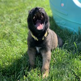 Belgian Malinois Puppies from Tehachapi Malinois