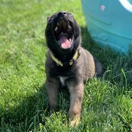Belgian Malinois Puppies from Tehachapi Malinois