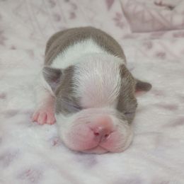 Brutus - Lilac male Boston Terrier puppy in Corning, California from SB Bostons