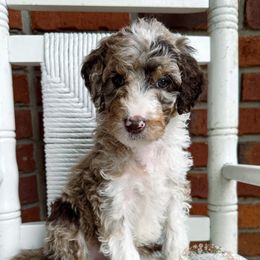 Aussiedoodle Puppies from Ridgeline Doodles