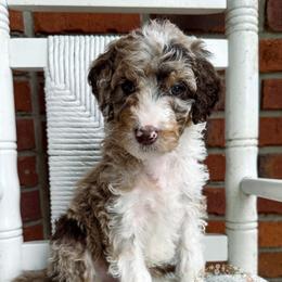 Aussiedoodle Puppies from Ridgeline Doodles