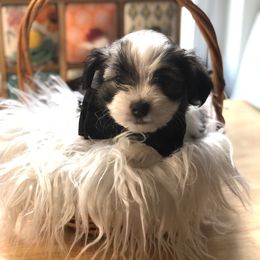 Orion - Fawn Companion Cross puppy in Middle Island, New York from Growing Whiskers