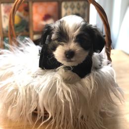Orion - Fawn Companion Cross puppy in Middle Island, New York from Growing Whiskers