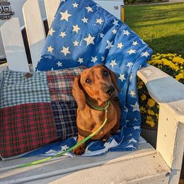 Dachshund All Grown Up from MoonLight Dachshunds